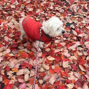 Meet your Posher, Suzanne